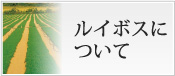 ルイボスについて